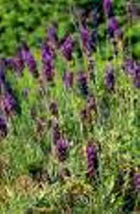 LAVENDER HIGH ALT. ORG. ESSENTIAL OIL